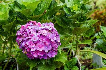  Hortensia flower sumer nature