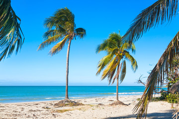 Vacation holidays background wallpaper. Palm trees and tropical beach in Varadero, Cuba.