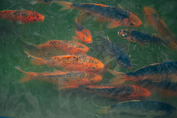 Red fish swim in the pond. Trout in the emerald water.