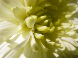 White chrysanthemum flower in the sun rise