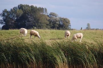 Fototapeta premium Flock og sheep