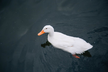 The white duck swims in the pond.
