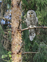 Ural owl