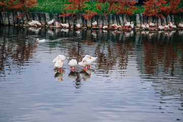 A flock of white ducks in a pond. Geese are swimming in the pond