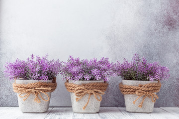 Small purple flowers in gray ceramic pots on stone background Rustic style