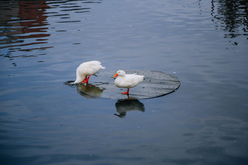 A flock of white ducks in a pond. Geese are swimming in the pond