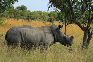 Obraz premium White rhino, Matobo National Park, Zimbabwe