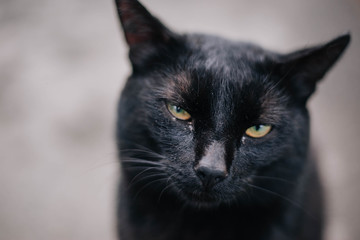 Homeless Black cat with expressive eyes.