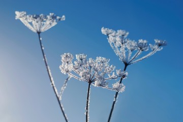 Beautiful winter scenery - frozen flowers