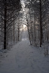 road in the winter forest