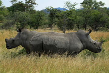 Obraz premium White rhino and calf, Matobo National Park, Zimbabwe