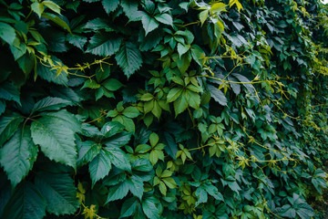 Leaves of grapes. Green texture