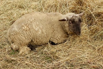 sheep lying in a haystack with hay