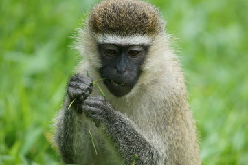 Grüne Meerkatze, Botanischer Garten Entebbe