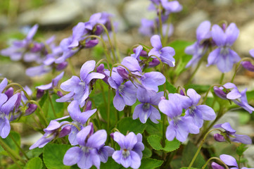 Fototapeta na wymiar Spring flowering Viola sylvestris