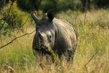 White rhino, Matobo National Park, Zimbabwe