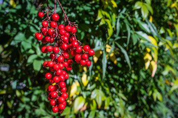 red berries on branch