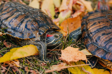 red-eared turtle on autumn leaves.