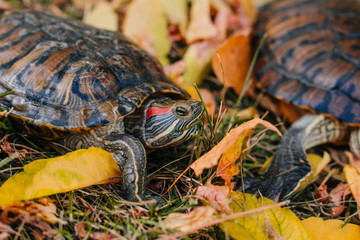 red-eared turtle on autumn leaves.