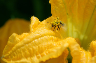Bee collects nectar and pollen