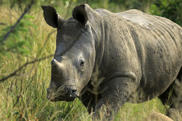 Fototapeta premium White rhino, Matobo National Park, Zimbabwe