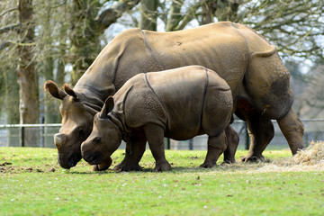 Obraz premium Cute baby Greater One Horned Rhino with hiis mother