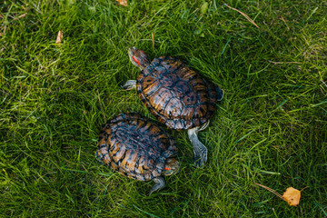 turtle with red ears on the green juicy grass in the park