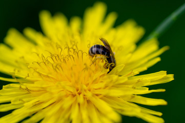 beautiful yellow dandelions with a bee close-up