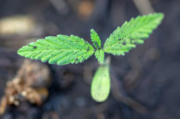 A young shoot of a marijuana plant