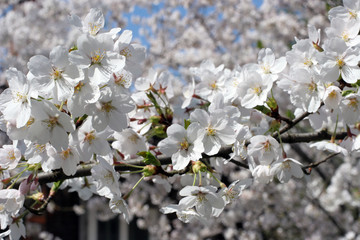 Close up of fruit flowers in the earliest springtime