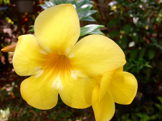 Flor amarilla silvestre