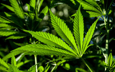 Texture of cannabis leaf, lit by the sun against the natural background.