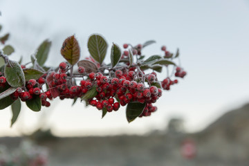 Frozen plant with red fruits