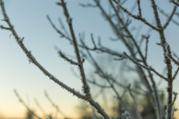 Frozen branches of a tree in winter