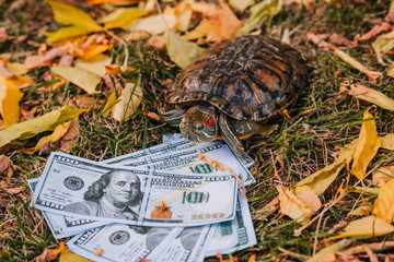 Red-eared turtles on dry leaves in the fall with money. Money Turtle with Dollars