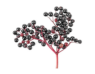 Black elderberry fresh fruit isolated on a white background. Top view.