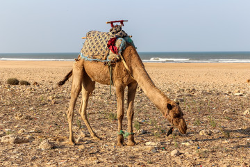 Camel on the sandy beach by the sea in Essaouira beach, Morocco