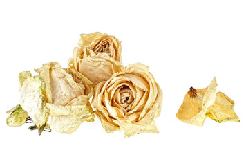 Dried white roses and petals on white background