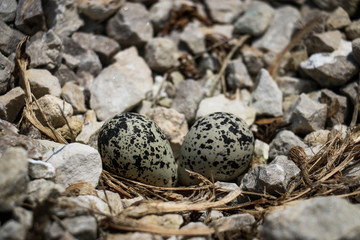 Obraz premium Killdeer Bird's Eggs on Gravel