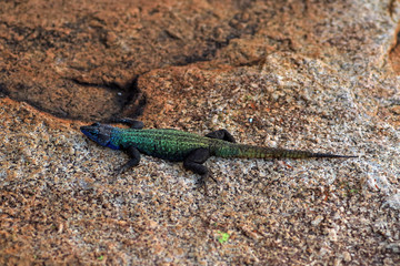 Naklejka na ściany i meble Common flat lizard, Matobo National Park, Zimbabwe