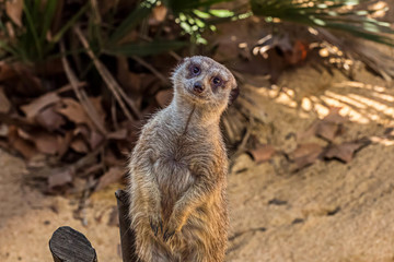 Naklejka na ściany i meble Meerkat