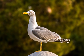 Gull