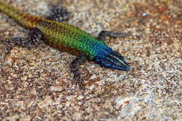 Common flat lizard, Matobo National Park, Zimbabwe