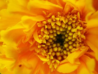 Orange chrysanthemum flower in the sun rise.Close up