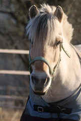 welsh pony on a pasture, looking to camera