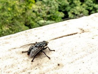 Fly insect on the wall in Brazil
