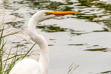 Obraz premium great white heron in lake in Sao Paulo city, Brazil
