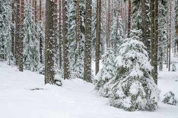 Firs and pines in the forest after snowfall