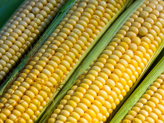 Ripe corn on the cob close up lie on the table