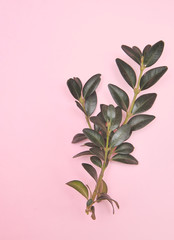 Green branches on pink background.